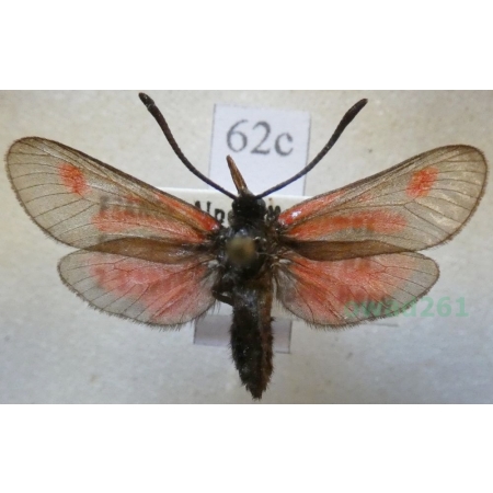 Zygaena nevadensis gallica Oberthür, 1898 France62c